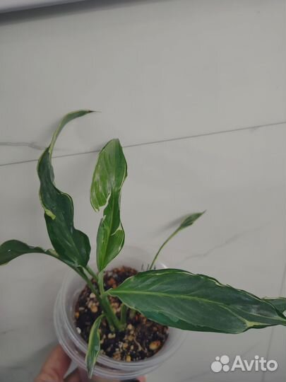 Спатифиллум вариегатный