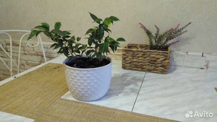 Комнатные цветы