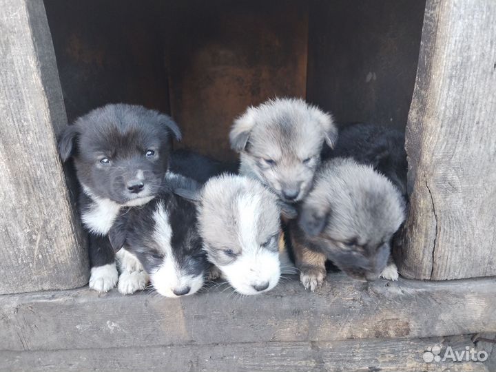 Щенки в добрые руки