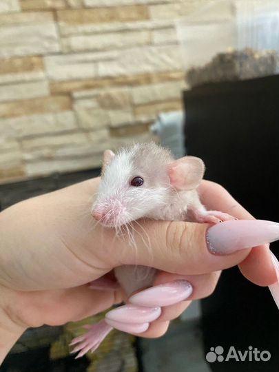 Крысята дамбо