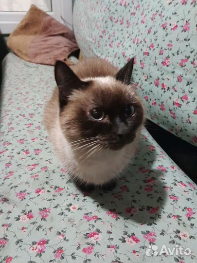 Кошка в дар бесплатно