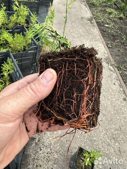 Туи брабант рассада