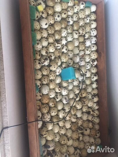 Яйца перепелиные инкубационные и пищевые