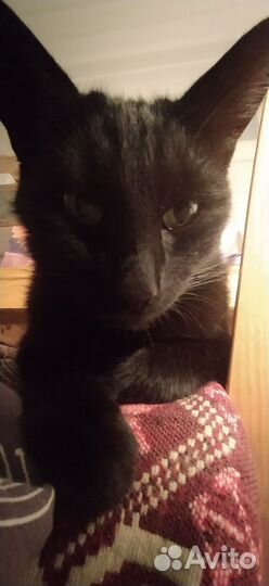 Отдам даром кота