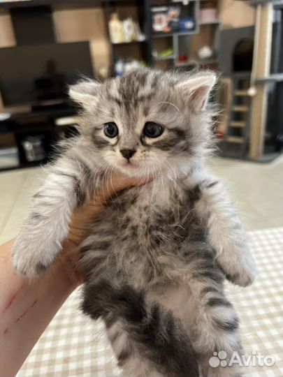 Сибирские котята питомник