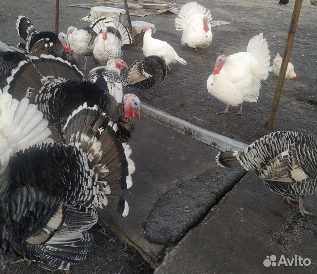 Индюк живой