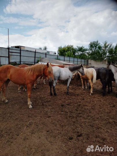 Продам быков и лошадей