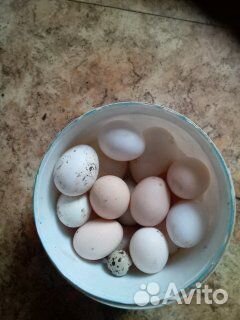 Домашние куриные яйца с доставкой
