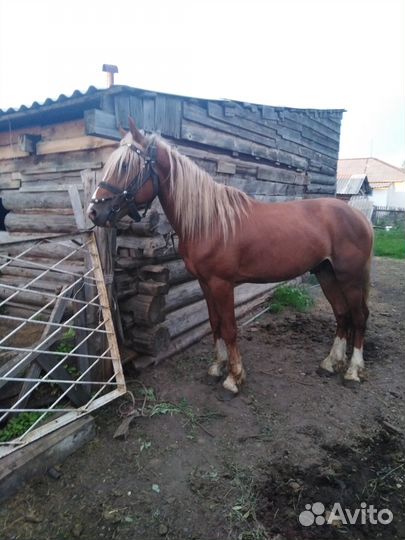 Продам жеребца