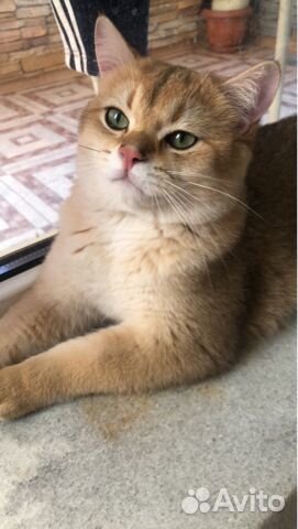 Британский кот на вязку