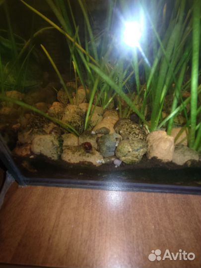 Улитки мелании