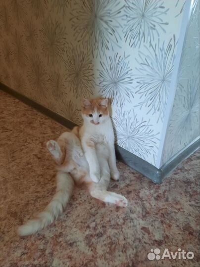 Отдам кота 2 года