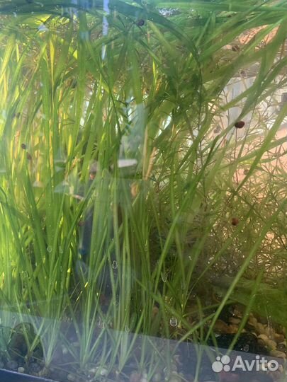 Валлиснерия