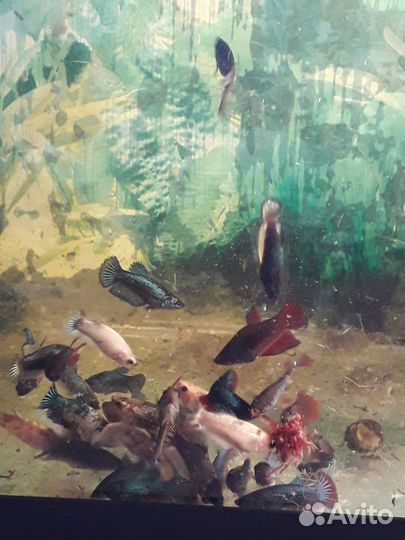 Рыбки петушки