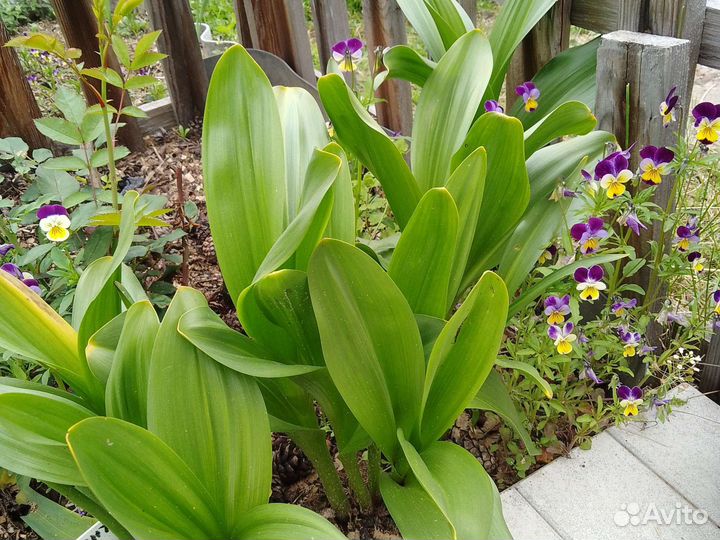 Каменная роза, безвременник