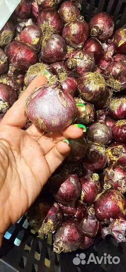 Луковицы гиацинтов