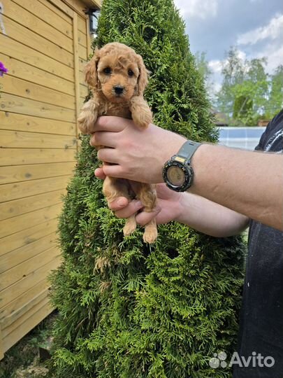 Той пудель мальчик и девочка с документами