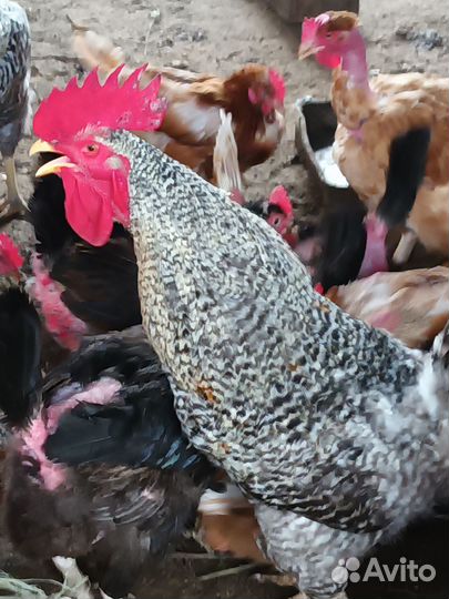 Молодые петушки венгерской породы