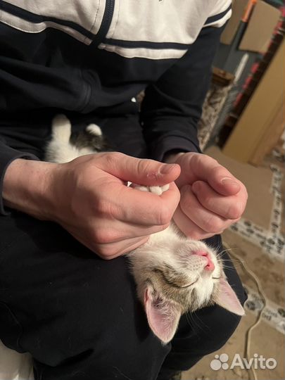 Котенок девочка в добрые руки