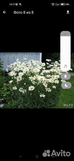 Клубника, саженцы, цветы многолетние