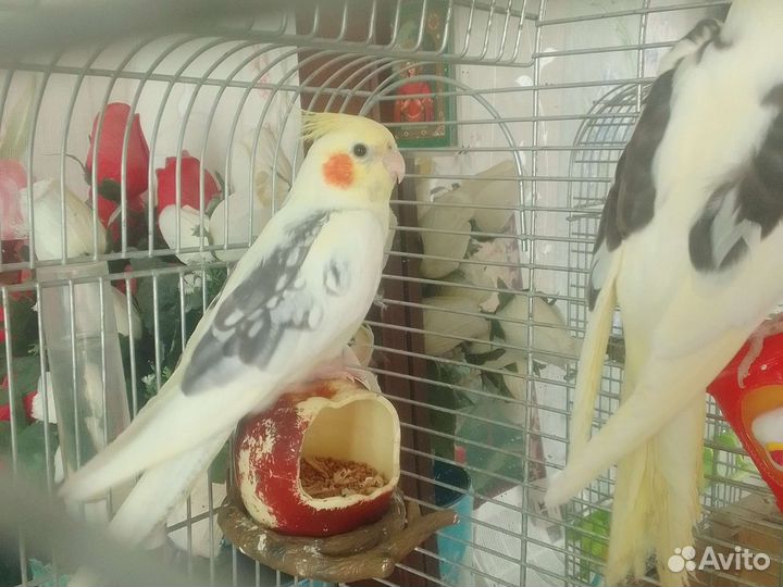 Попугай корелла