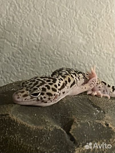 Эублефар самец