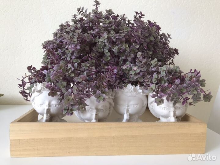 Каллизия розовая в кашпо