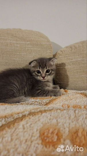 Отдам вислоухих котят в хорошие руки бесплатно