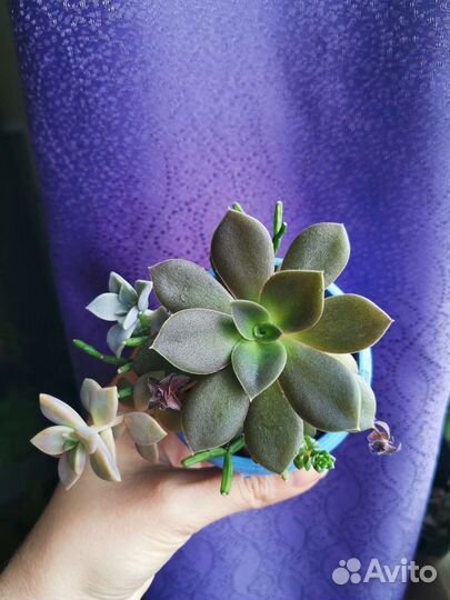 Мини садики из суккулентов, в наличии