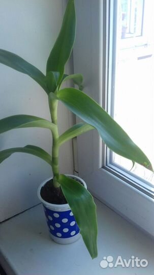 Золотой ус и срезы золотого уса