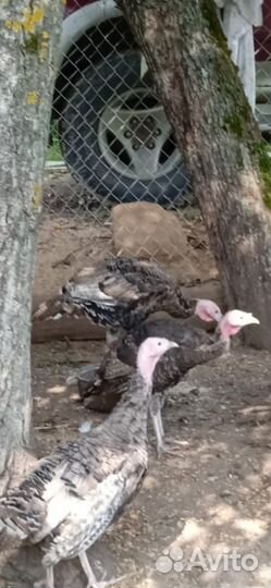 Молодняк индюков узбекской палевой и бронза