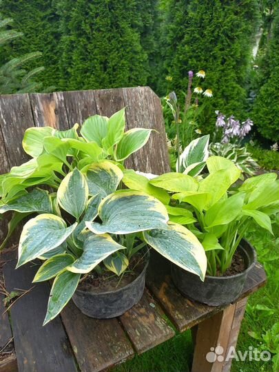 Садовые многолетние растения