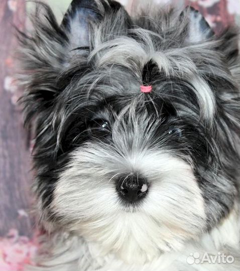 Йоркширский терьер мини щенки