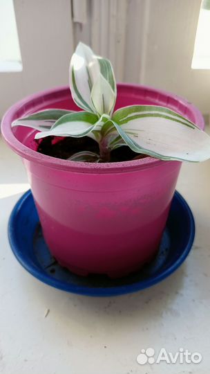 Растения комнатные, белая традесканция