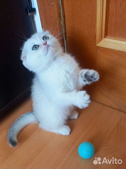 Шотландский вислоухий котёнок девочка
