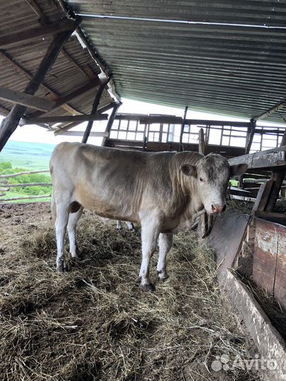 Бык 2 года на племя и на мясо меняю или на барашки