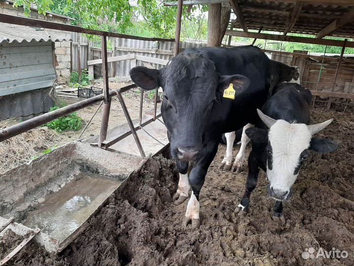 Быки на мясо