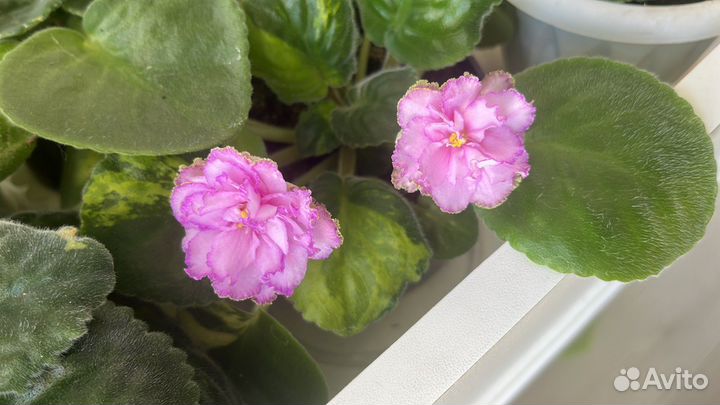 Листочки сортовых фиалок