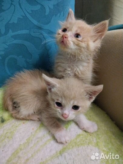 Котята в дар