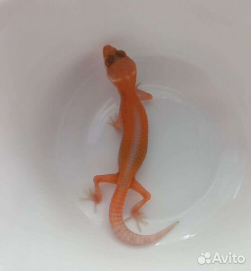 Эублефары (мальки)