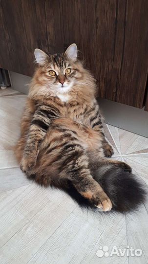 Кошка