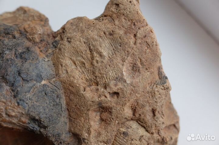 Камень с отпечатками ракушек