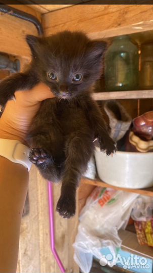 Заберите малышку