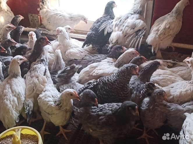 Куры, петухи