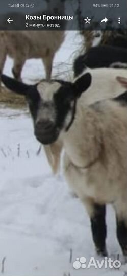 Козы стадо
