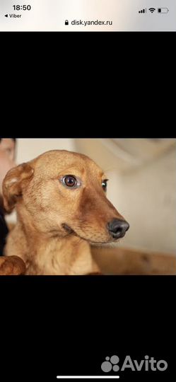 Кобелёк из приюта