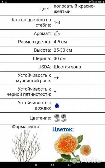 Роза Бигуди патио