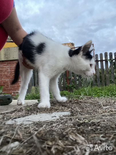 Отдам в добрые руки