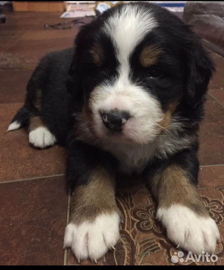 Бернский зенненхунд