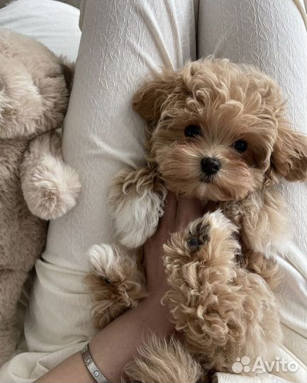 Мальтипу мини